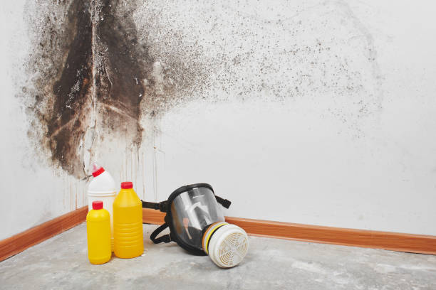 Best Fast Mold Removal  in Seco Mines, TX