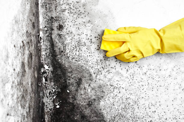 Best Fast Mold Removal  in Seco Mines, TX