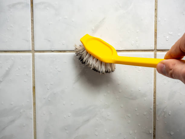 Best Office Mold Removal Services  in Seco Mines, TX
