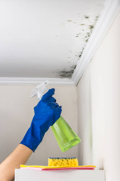 Best Affordable Mold Removal  in Seco Mines, TX